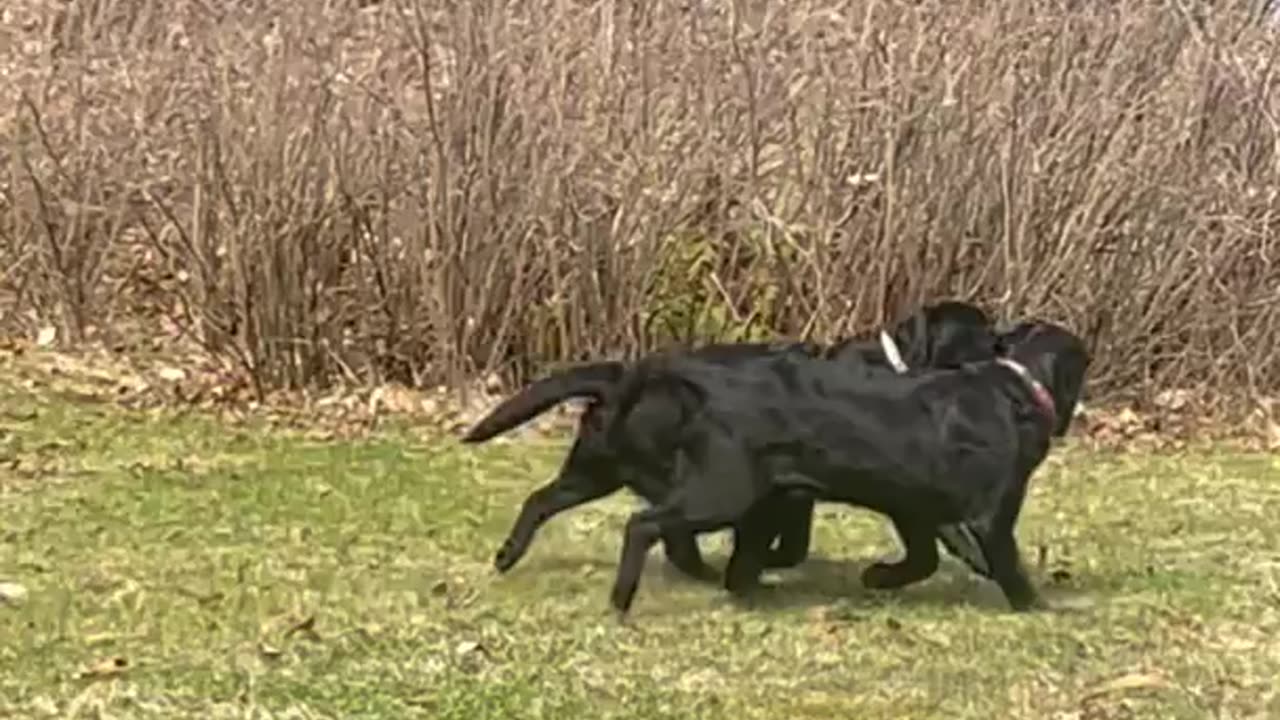 The Incredible Friendship of Our Best Dog Pals!