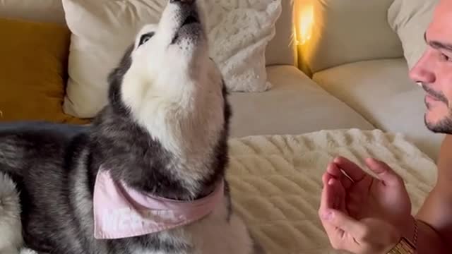 Meekathehusky wants to play peek a boo😂😅