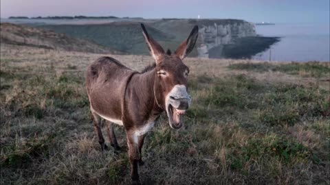 Donkey 2