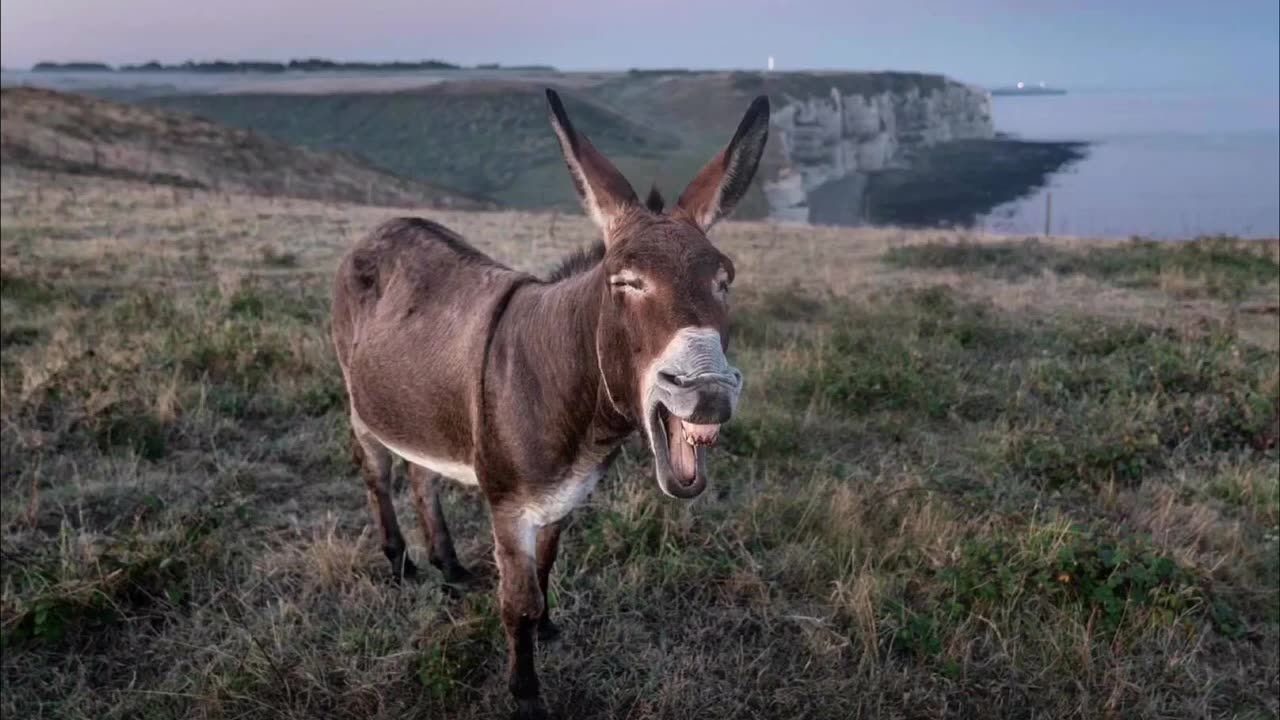 Donkey 2