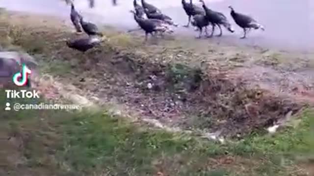 Wild Turkey's Visit