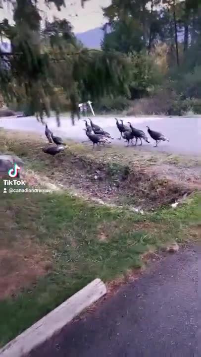 Wild Turkey's Visit
