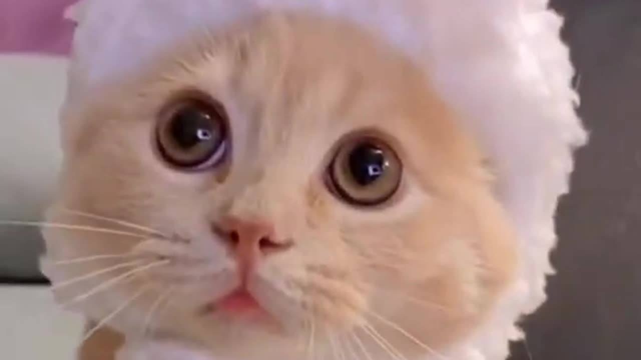 Cute cat video