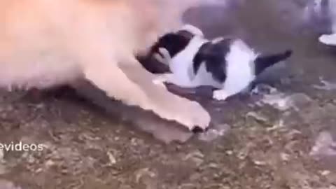 Funny dogs and cats, playing animals