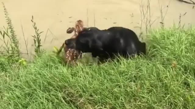 Dog helping for baby deer #trendig