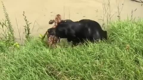 Dog helping for baby deer #trendig