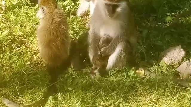 Grivet Monkey with her family.