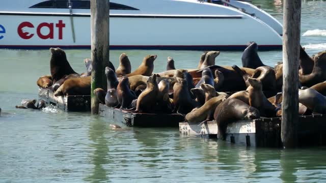 Sea lions on Pier 39 with Sail boat Adventure Cat at the background