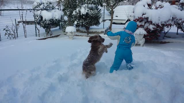 cocker felice sulla neve