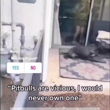 some pitbulls are flight or fright #dogtraining