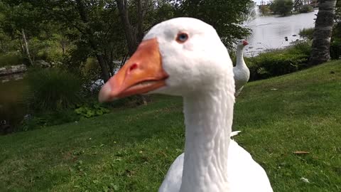 Todd is oblivious to my personal space, and Sam bullies some smaller birds