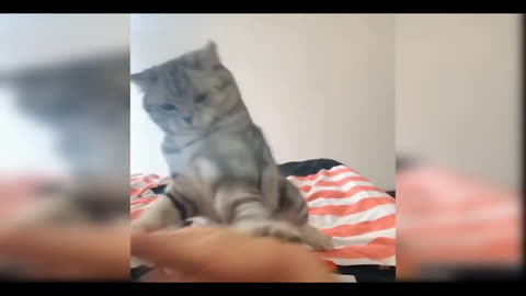 Funny Baby Cat