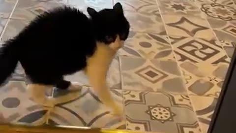 I can't stop my laugh 🤣🤣cats fun moments