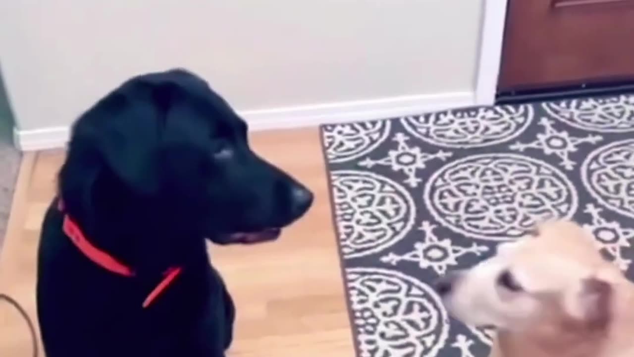 12 Years Later: Dogs Learn Owner's Name PRICELESS REACTION!