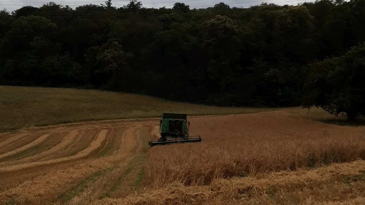 Falken beim Mähdrescher