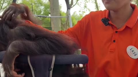 My little grape is a lovely little flower that everyone loves