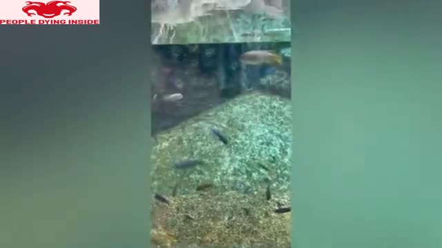 UNEXPECTED MEMES COMPILATION - FUNNY FAILS