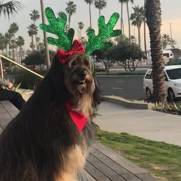 Perro modela adorables cuernos navideños