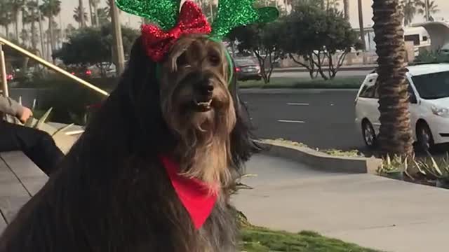 Perro modela adorables cuernos navideños