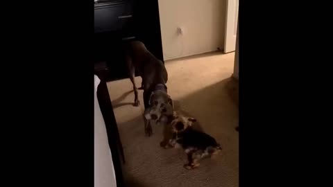 Funny cats and dogs videos -Best funny animal 2024 🔥