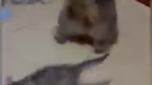 cats are funny