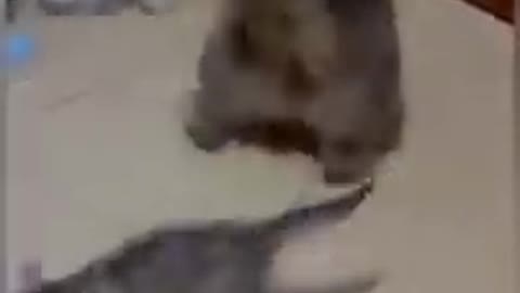 cats are funny