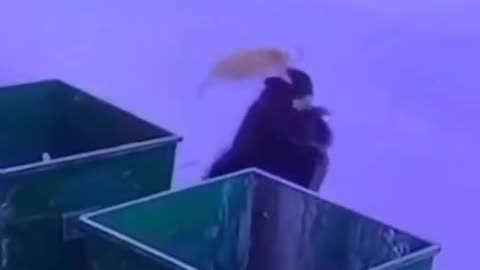 Suddenly the cat got scared by throwing garbage and attacked the woman.
