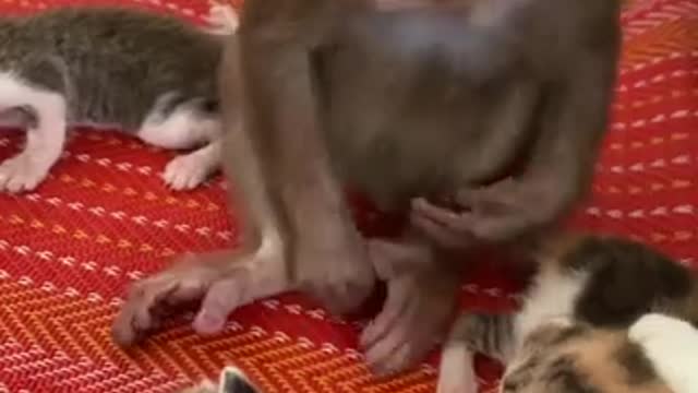best animals | funniest animals videos | best animals videos | best animals 2022