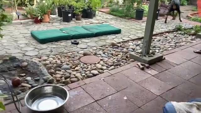 She gets chased by Doberman Zeus
