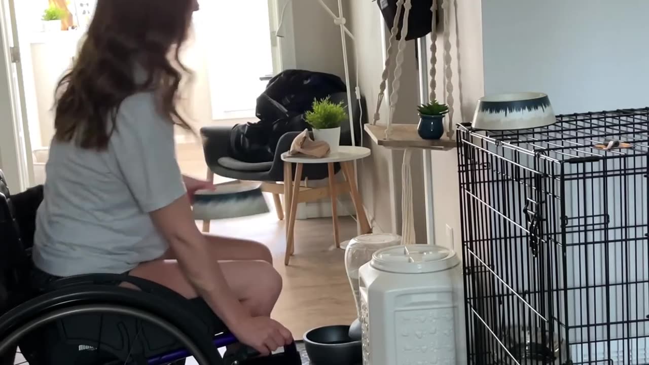 Dog & Ladies Wheelchair :: Dinner Time###