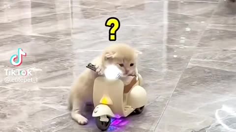 Cat Drive Bike Funny Video
