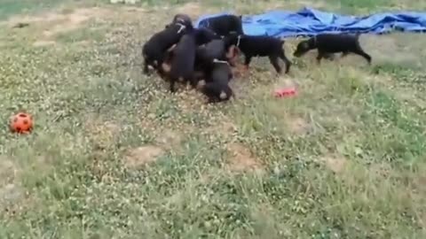 Dog Play