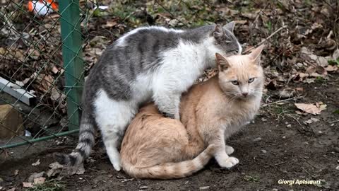 Cute and funny cats