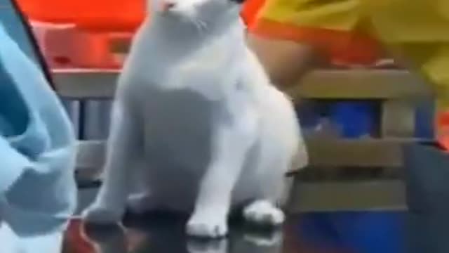 very cute animals