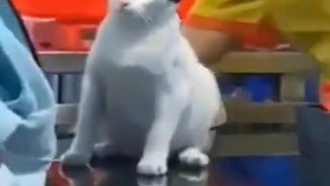 very cute animals