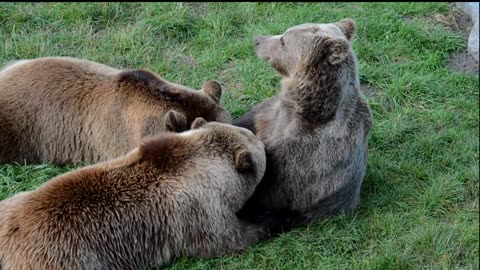 Wildlife - Free Nature animals Videos