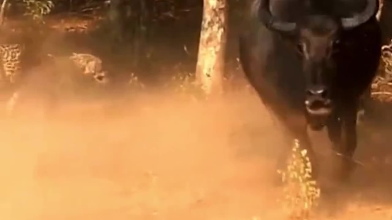 Jaguar's Hunt: Ambushing a Herd of Bison