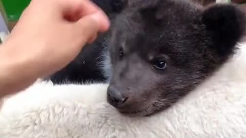 they become good friends