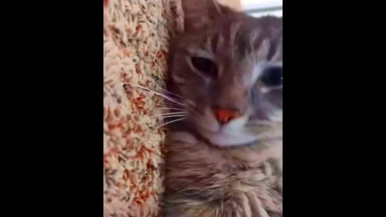 New Funny Cats and Dogs Videos ｜ Funniest Animal Videos 2023 ｜ FUNNY CAT VIDEO ｜ FUNNY DOG VIDEO #82