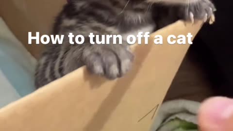 How to turn of your cat 😁