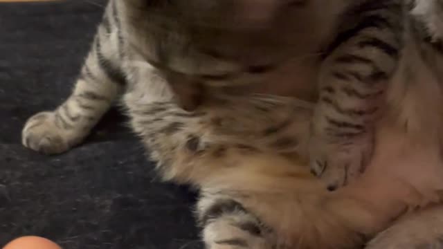 What Happens when you Give a Cat an Egg #2 - Cute Cats
