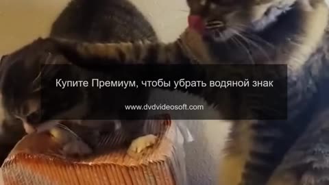 Funny Animals Crew