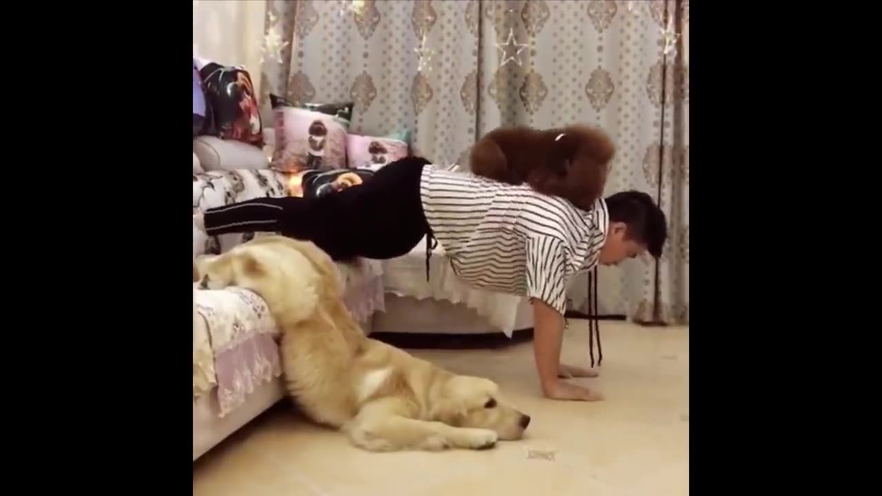 Cute dogs cute pappi's cute pets cute animals