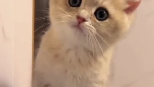 See how this cat stays with its owner, how it entertains its owner.