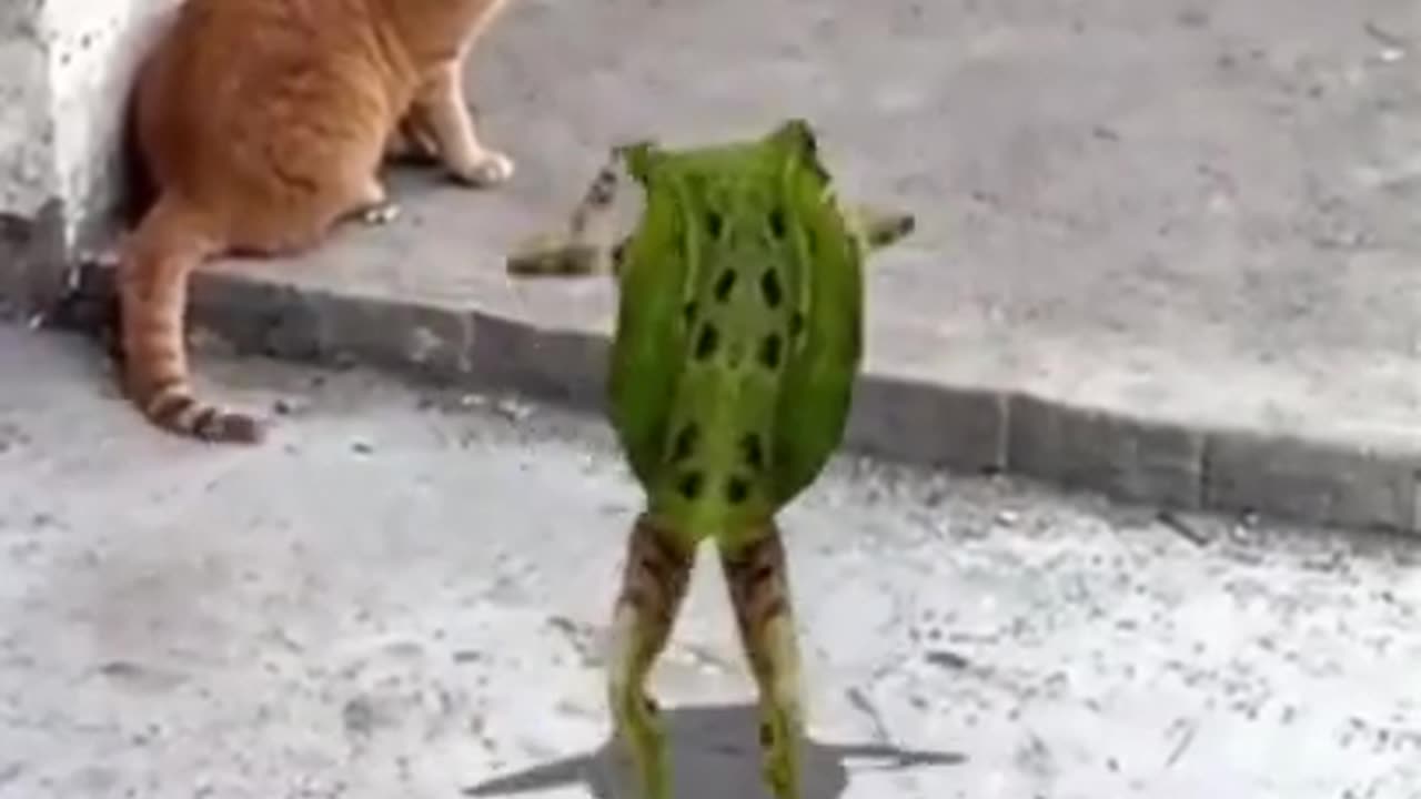 New Funny Animals π Funniest Cats and Dogs Videos πΊπΆ