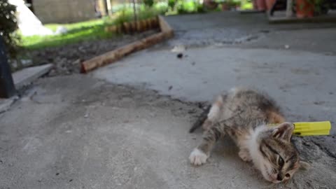 How to deactivate a Cat