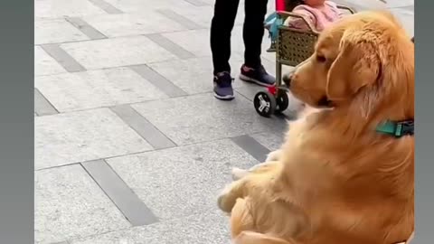 Golden Retriever
