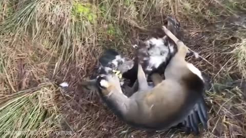 50 Times Wild Animals Messed With The Wrong Eagle!