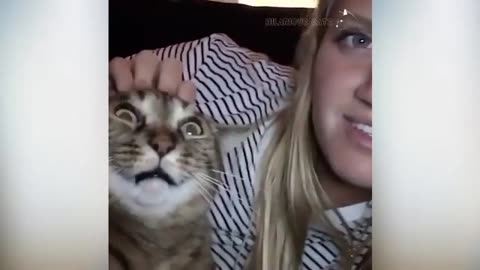 Funny Animal