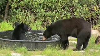 Black Bears Have Fun in Pool